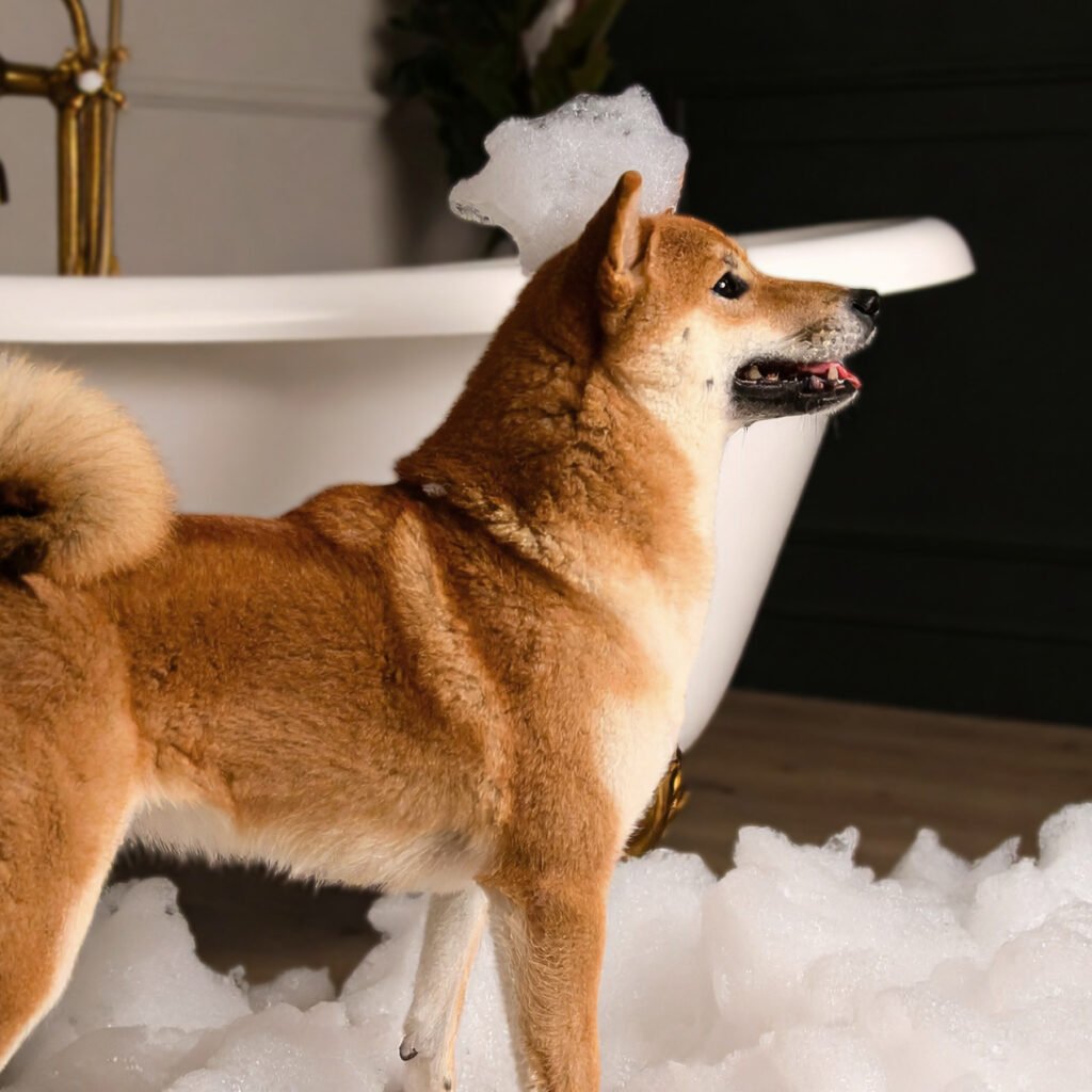 Shiba Inu im Profil mit Schaum auf dem Kopf, stehend vor einer Vintage-Badewanne, umgeben von Badeschaum – stilvolles Branding-Foto für Hundesalon.