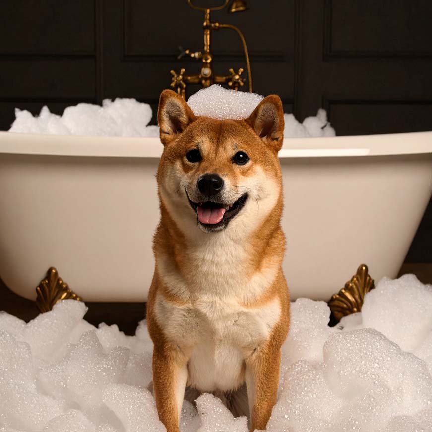 Shiba Inu sitzt vor einer weißen Vintage-Badewanne, umgeben von Badeschaum, mit Schaumkrone auf dem Kopf – Werbefoto für CIBI Hundesalon, erstellt von Grafikdesignerin.