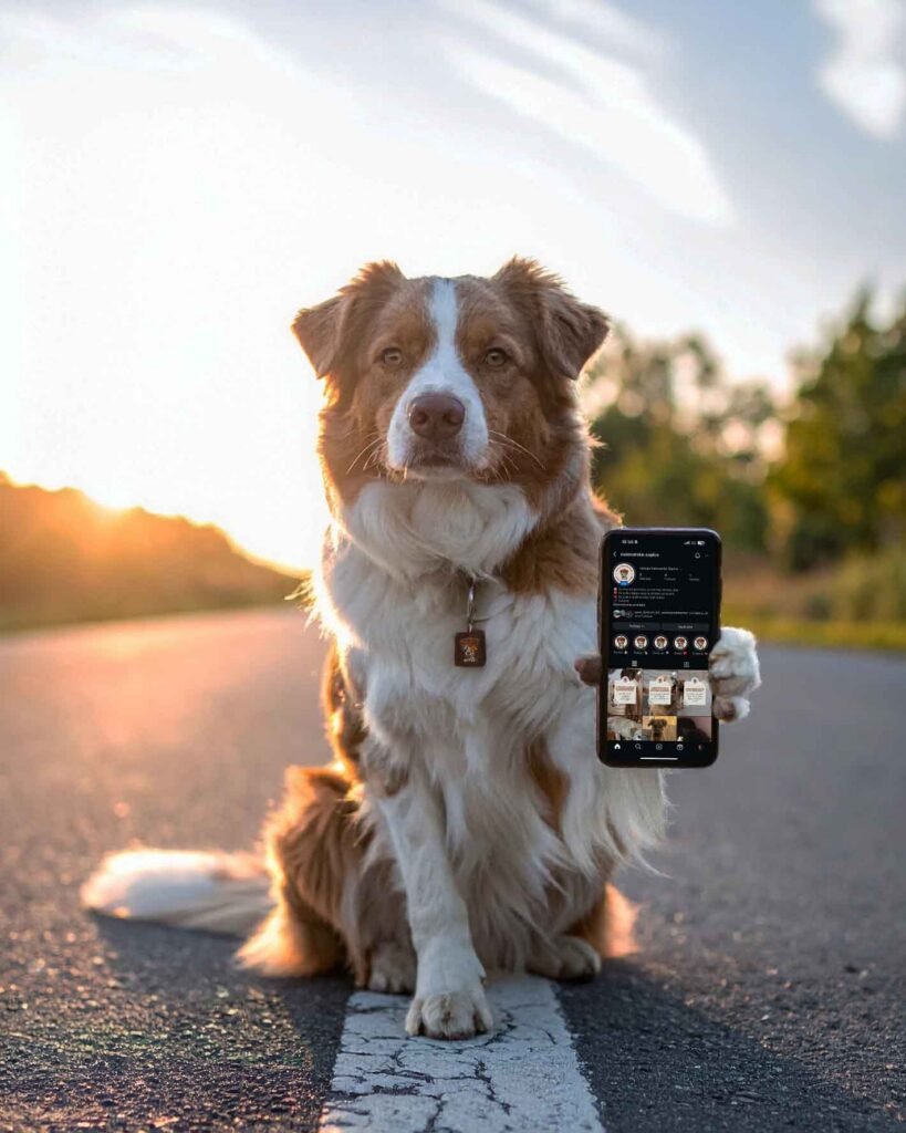Hund sitzt auf einer Straße und hält ein Smartphone mit dem Instagram-Profil von Vukovarske Šapice.